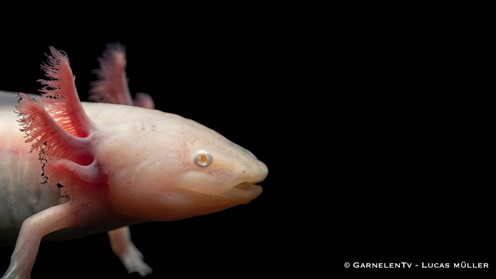 Axolotl Haltung: Der komplette Praxisguide fürs Aquarium