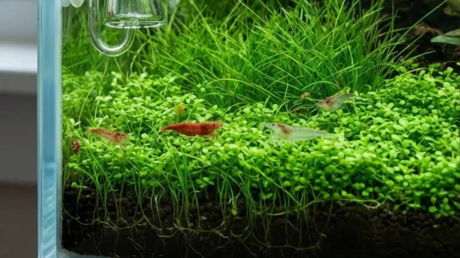 Garnelen auf einem Bodendecker im Aquarium, der durch CO2 Zugabe im Nano Aquarium schön saftig grün wächst