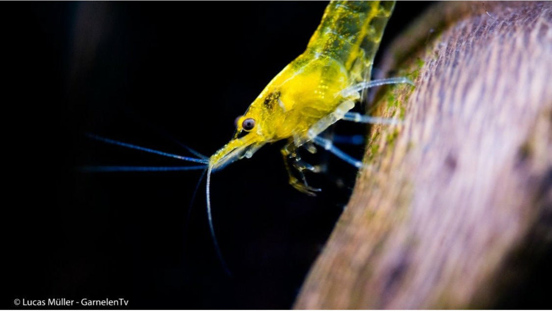 Yellow Fire Zwerggarnele - Neocaridina davidi Männchen
