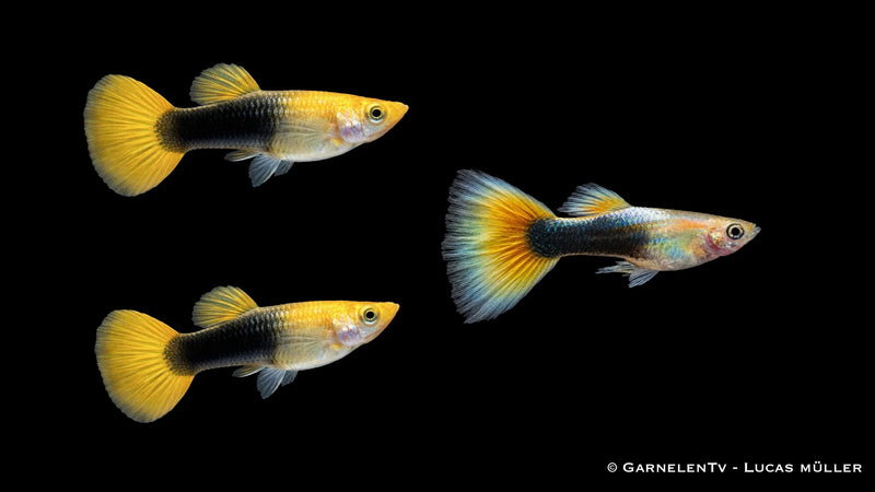 Guppy Trio