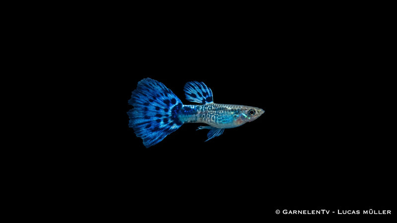 Guppy Männchen