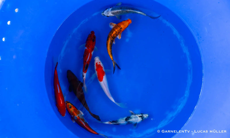 Koi
