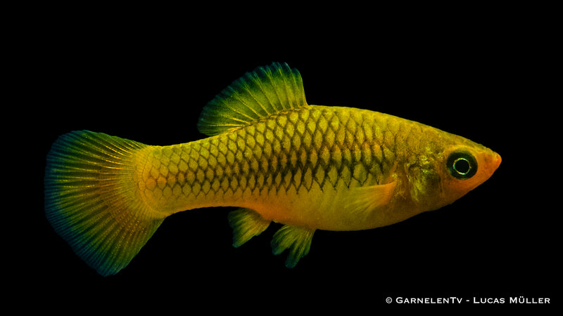 Platy