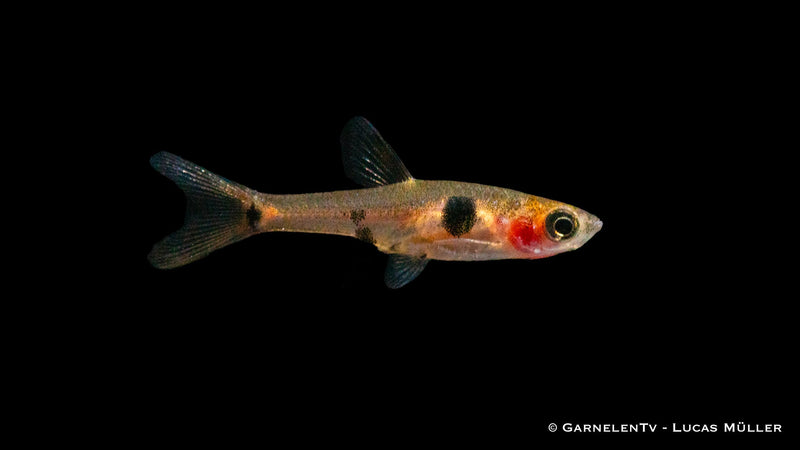 Fische für Nano Aquarien