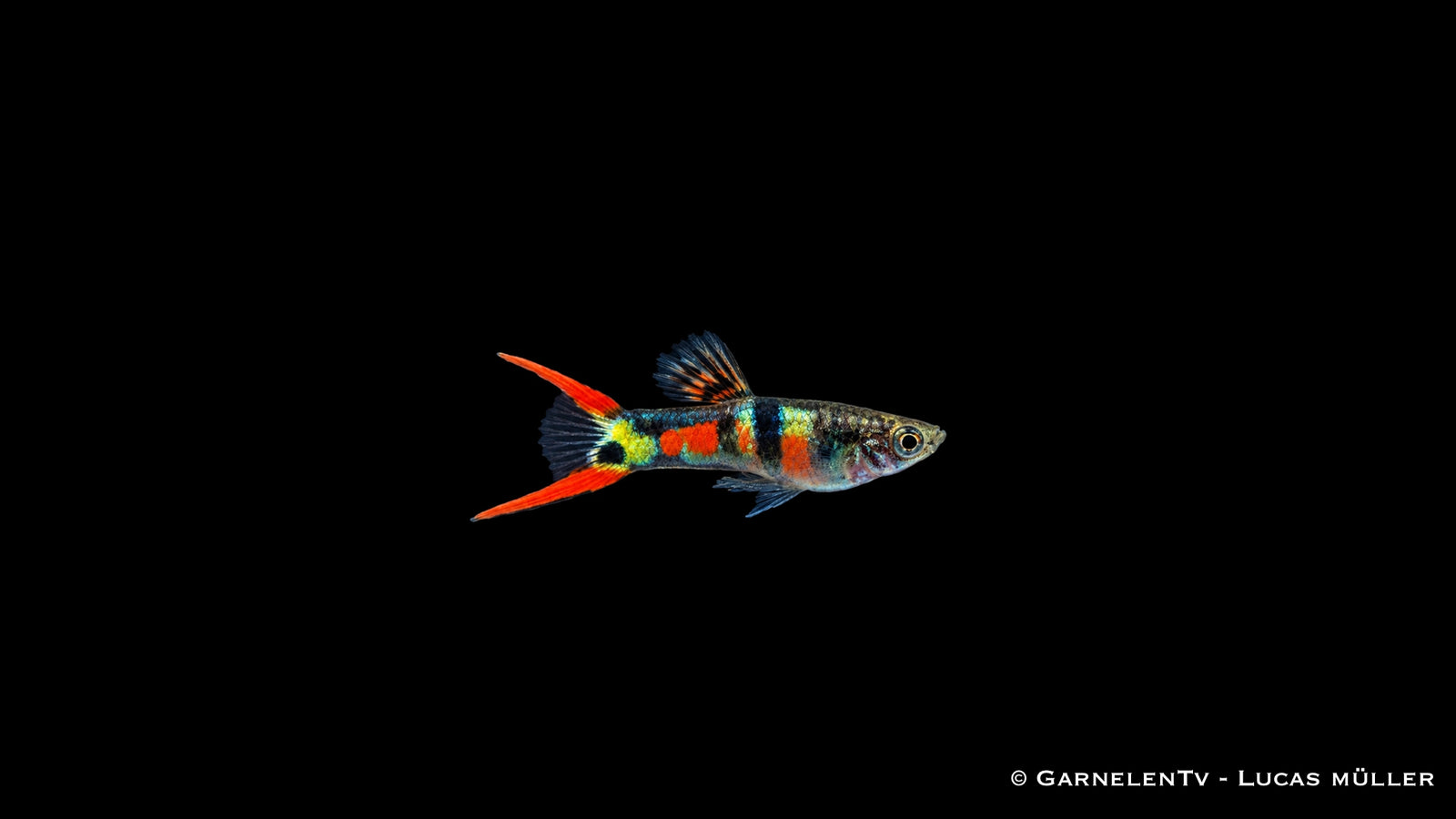 Endlers Guppy männlich El Tigre - Poecilia wingei