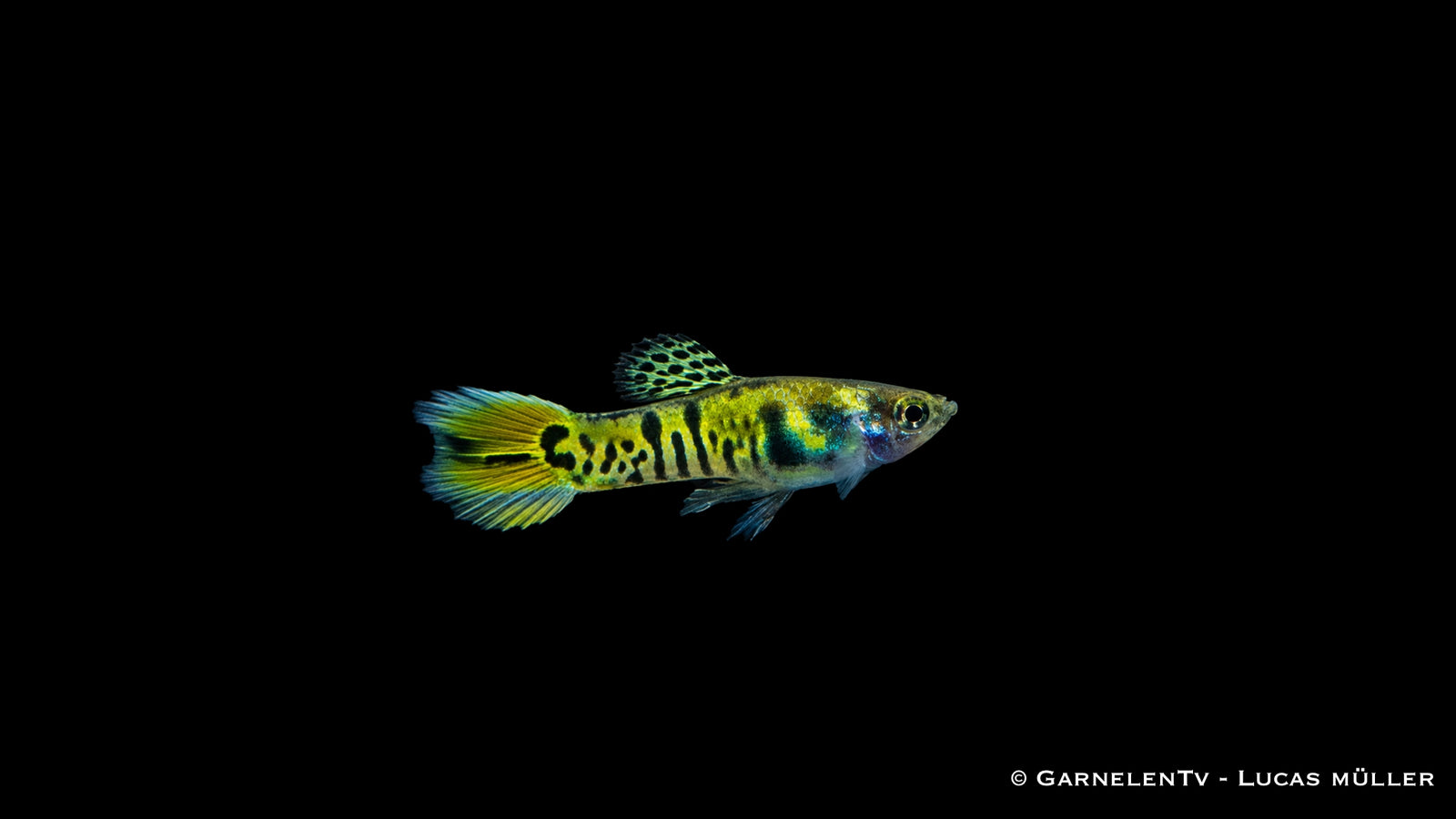 Endlers Guppy männlich "green tiger" - Poecilia wingei