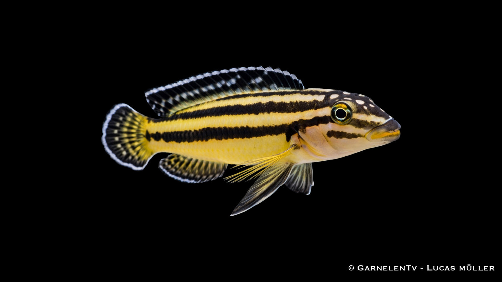 Detailaufnahme eines Julidochromis marksmithi mit klarer Linienzeichnung und kräftigen Farben