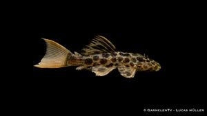 L114 - Leopard Kaktuswels - Pseudacanthicus cf. leopardus im Aquarium
