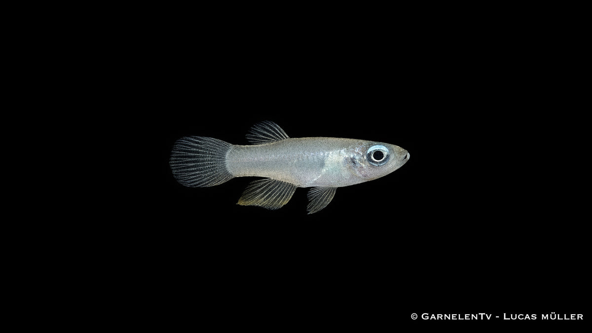 Normans Leuchtaugenfisch - Aplocheilychthys normanni
