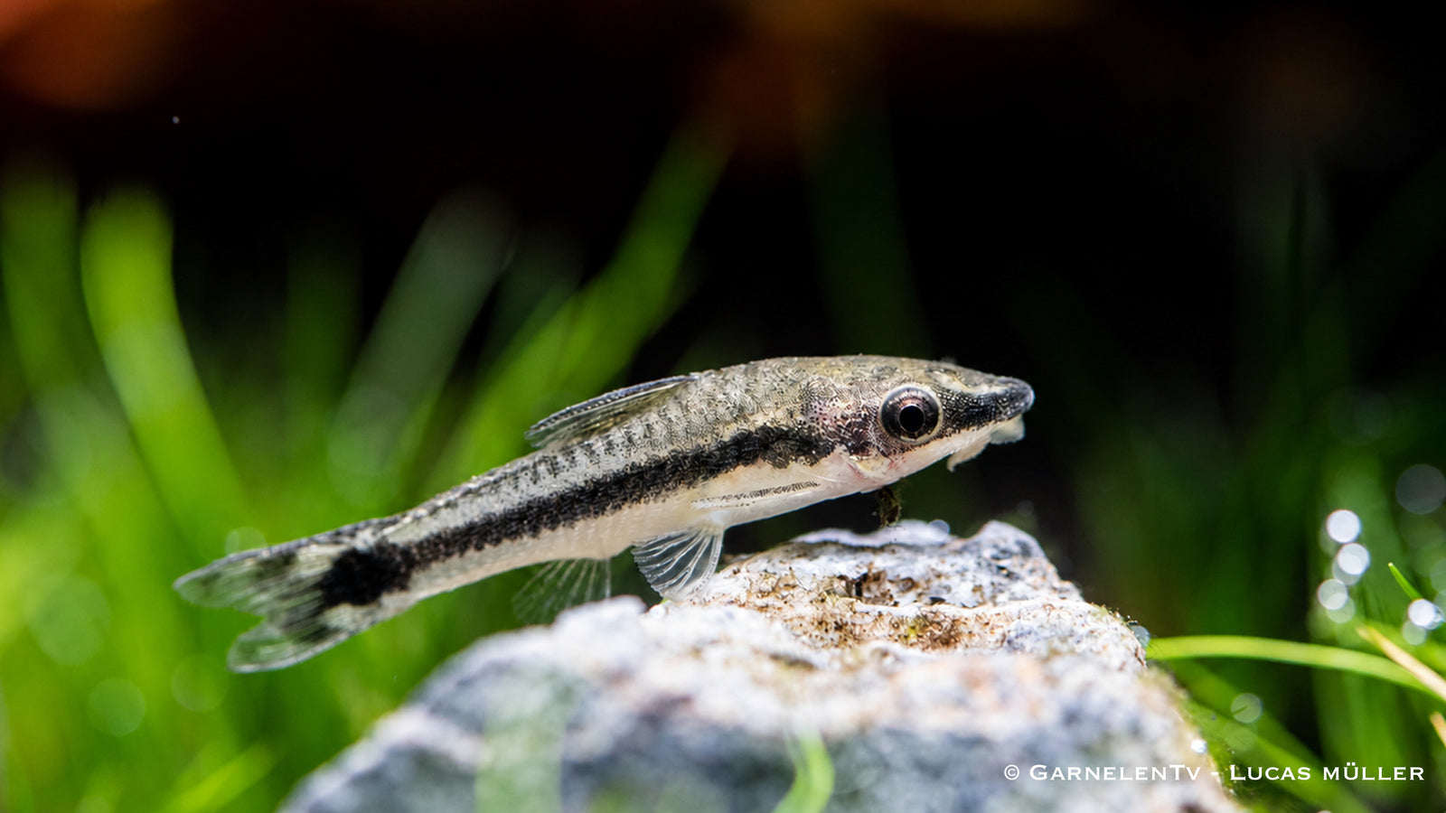 Otocinclus Wels bei der Algenaufnahme