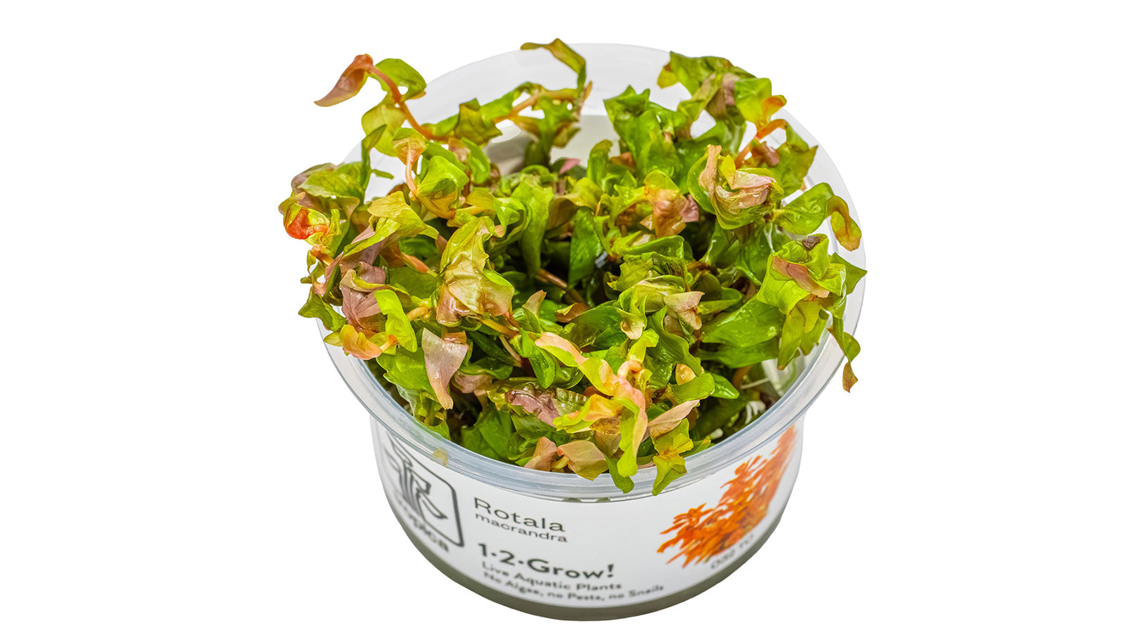 Rotala macrandra InVitro Pflanze