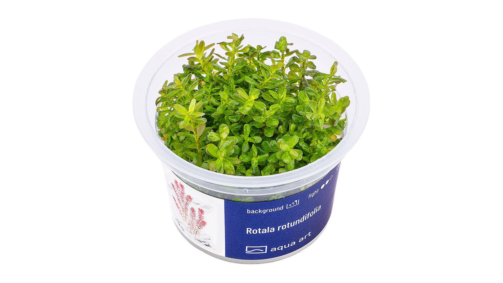 Rotala rotundifolia - InVitro - GarnelenTv-Shop
Rotala rotundifolia – Rote InVitro Hintergrundpflanze