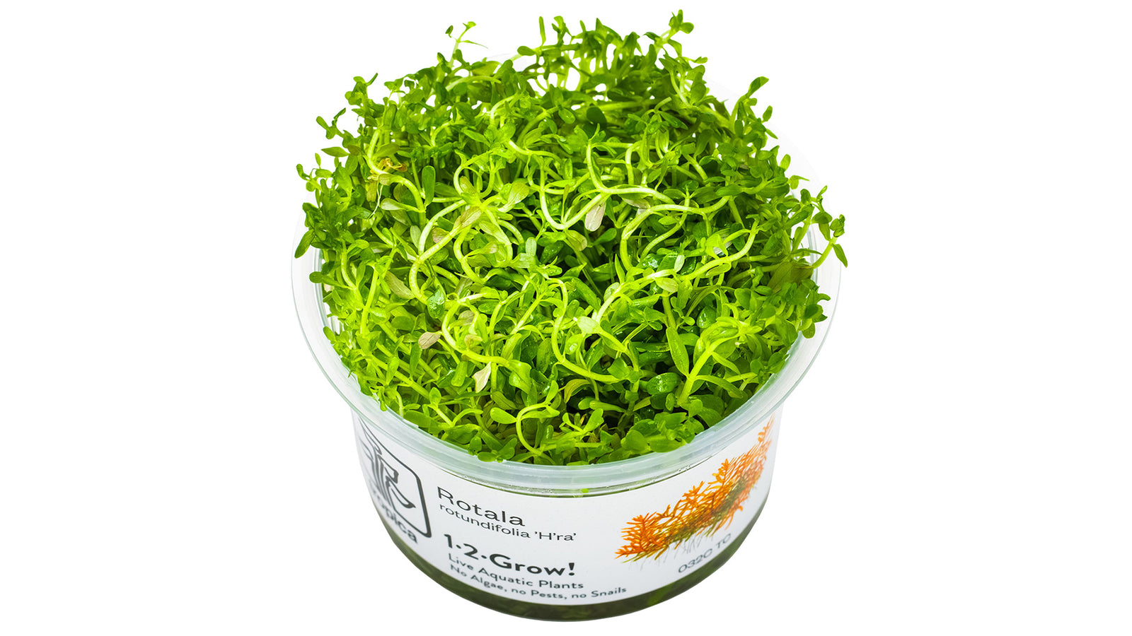 Rotala rotundifolia 'H'ra' InVitro Pflanze