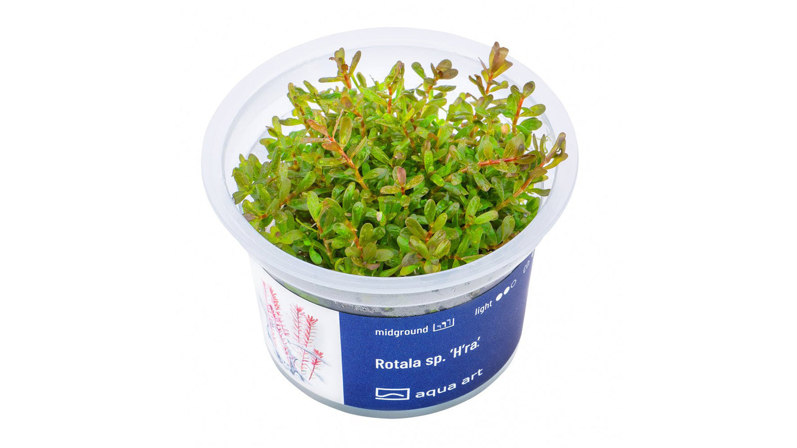 Rotala sp. ’H’ra’ - InVitro - GarnelenTv-Shop
Rotala sp. 'H'ra' – InVitro Aquarienpflanze mit kriechendem Wuchs und oranger Farbe