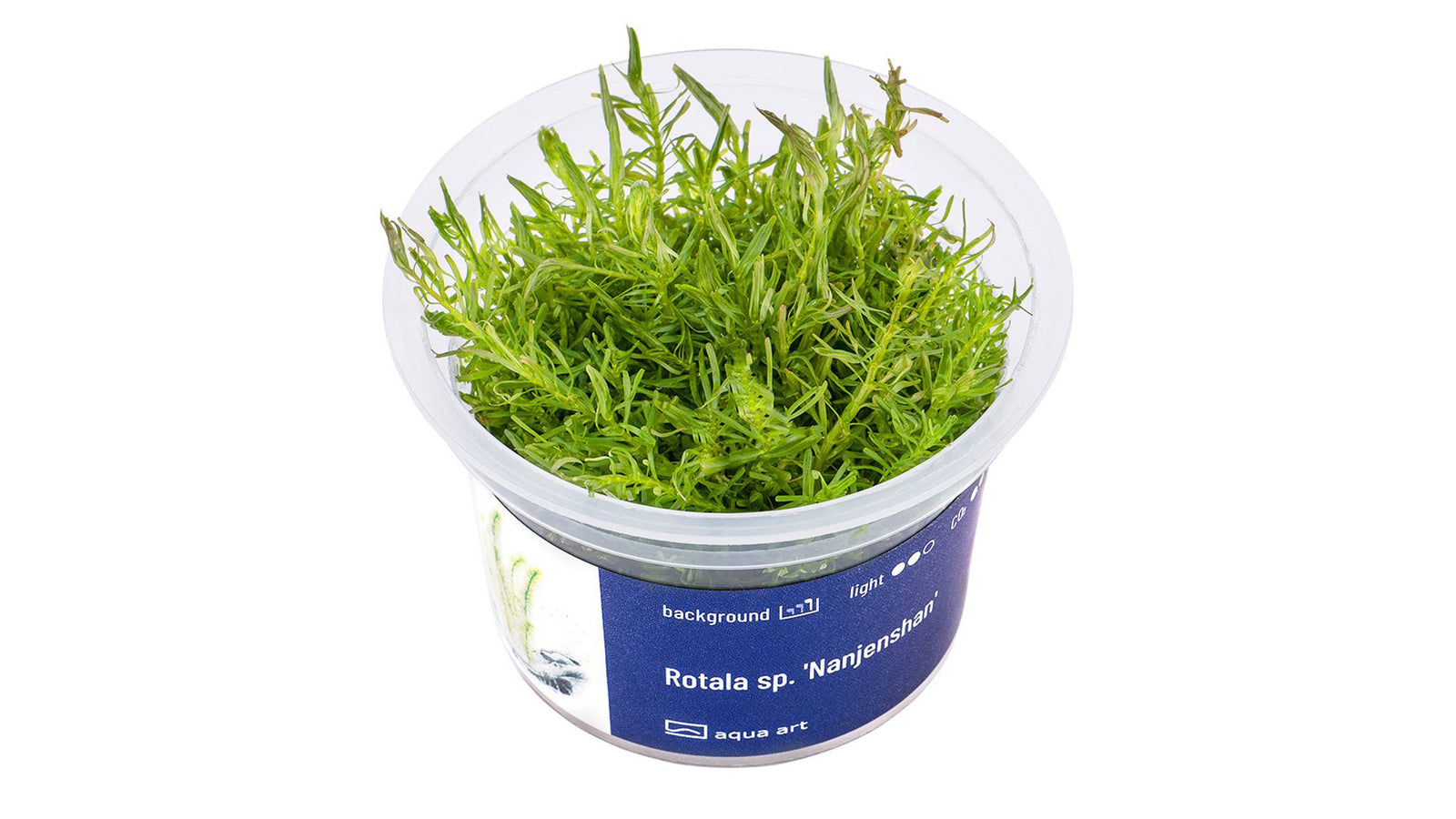 Rotala sp. 'Nanjenshan' - InVitro - GarnelenTv-Shop
Rotala sp. 'Nanjenshan' InVitro – Grüne Pflanze für Aquarien