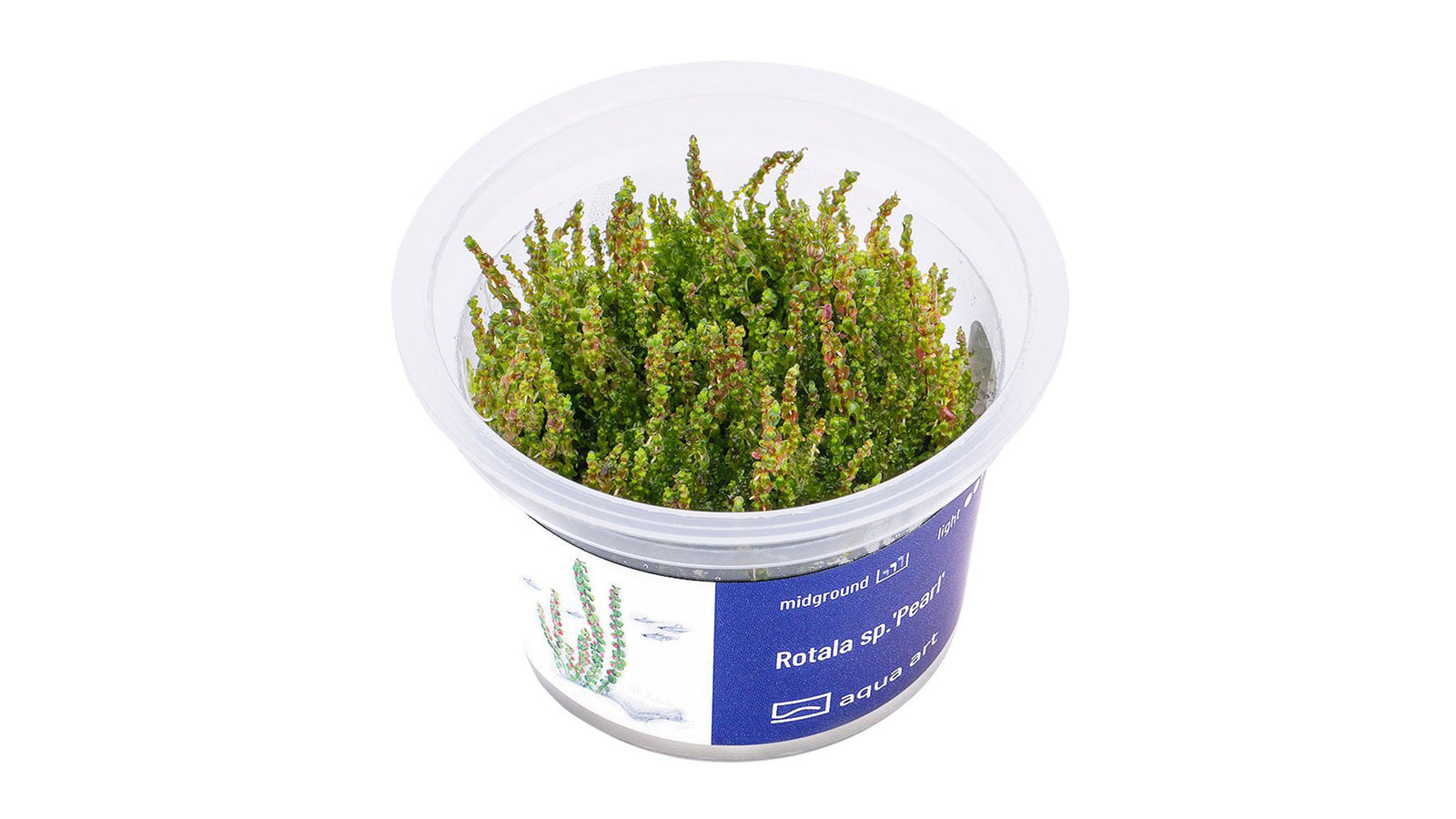 Rotala sp.'Pearl' - InVitro - GarnelenTv-Shop
Rotala sp. 'Pearl' InVitro Aquarienpflanze