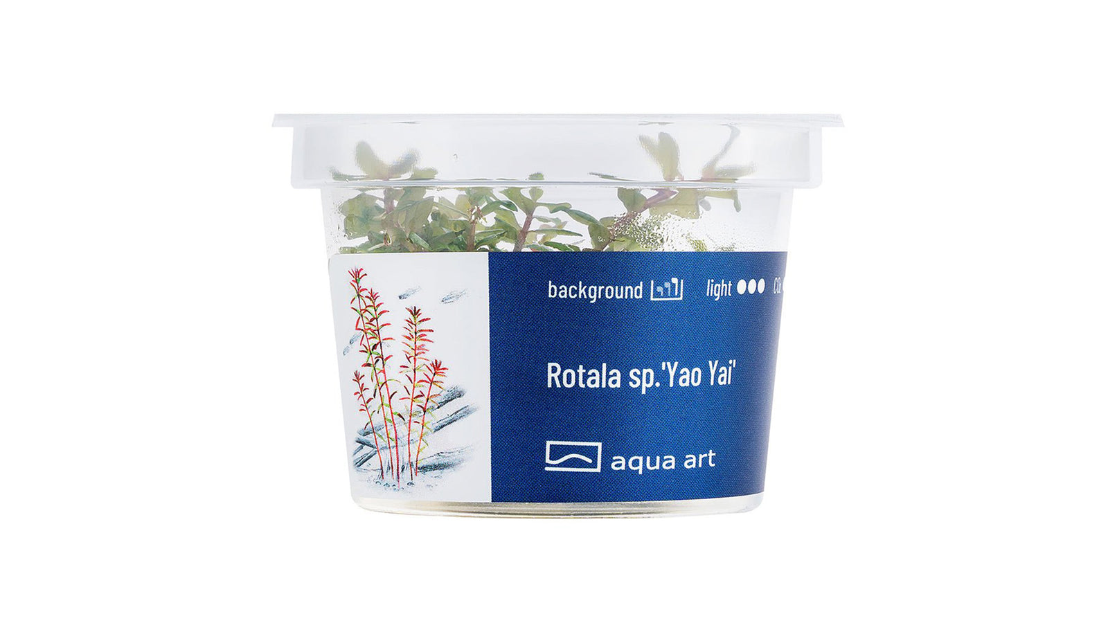 Rotala sp.'Yao Yai' - InVitro - GarnelenTv-Shop
Rotala sp. 'Yao Yai' InVitro – Rote Pflanze für den Hintergrund