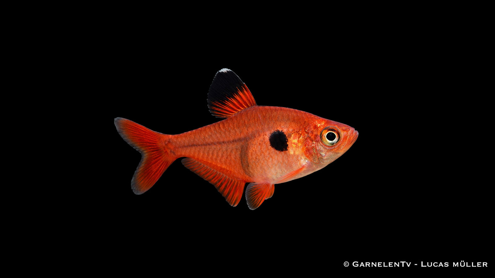 Roter Phantomsalmler im Aquarium mit intensiver roter Färbung und schwarzem Schulterfleck, kontrastreich