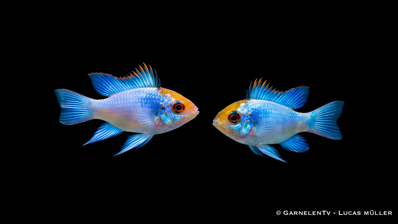 Schmetterlingsbuntbarsch " electric blue" - Microgeophagus ramirezi im Aquarium