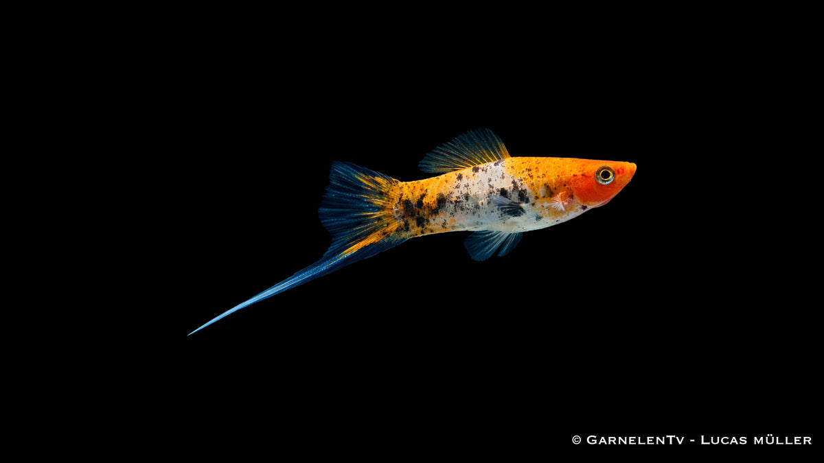 Schwertträger Koi Sanke mit weiß roter Grundfarbe und schwarzen Akzenten im Aquarium