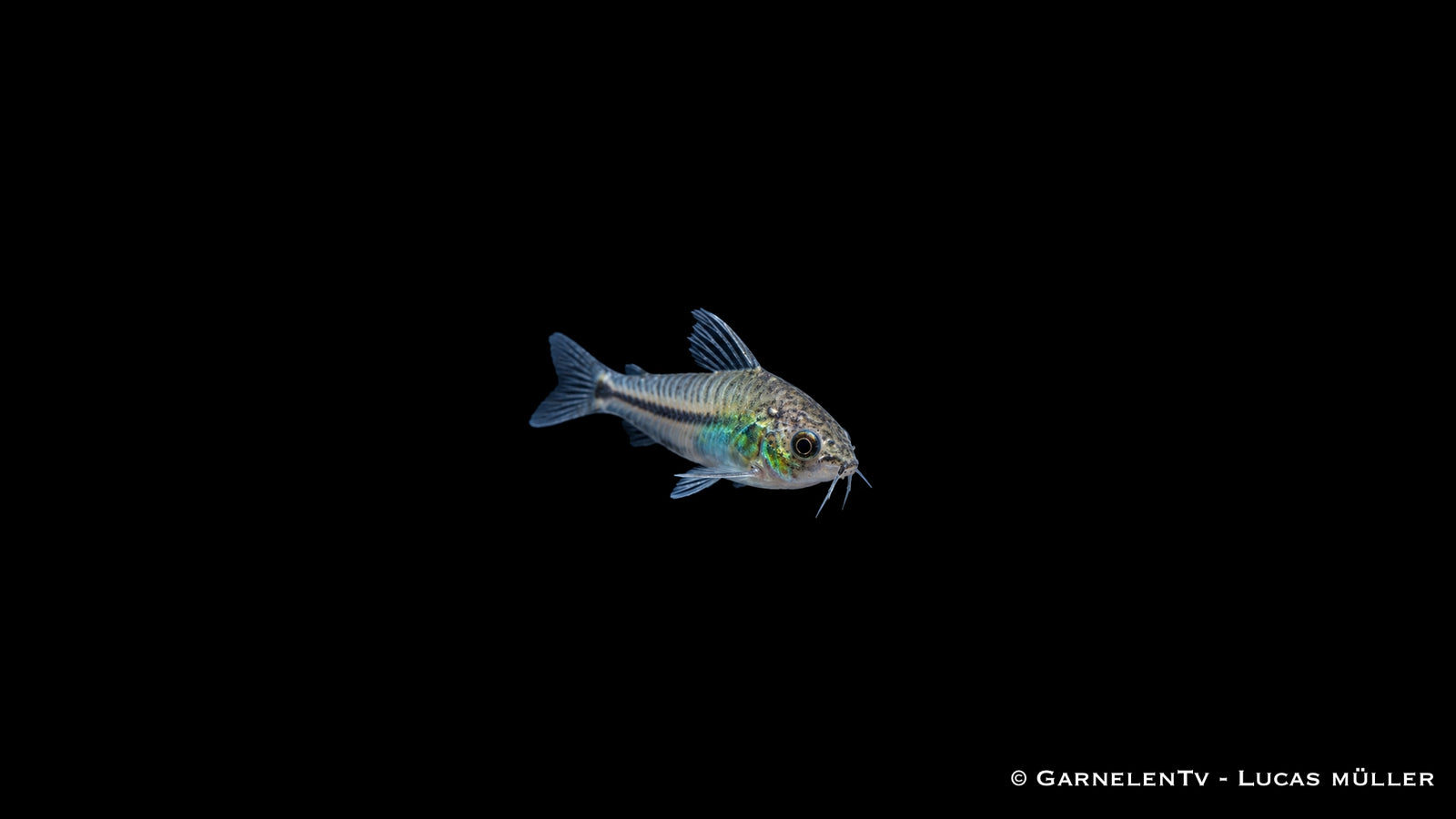 Zwergpanzerwels - Corydoras pygmaeus (DNZ)