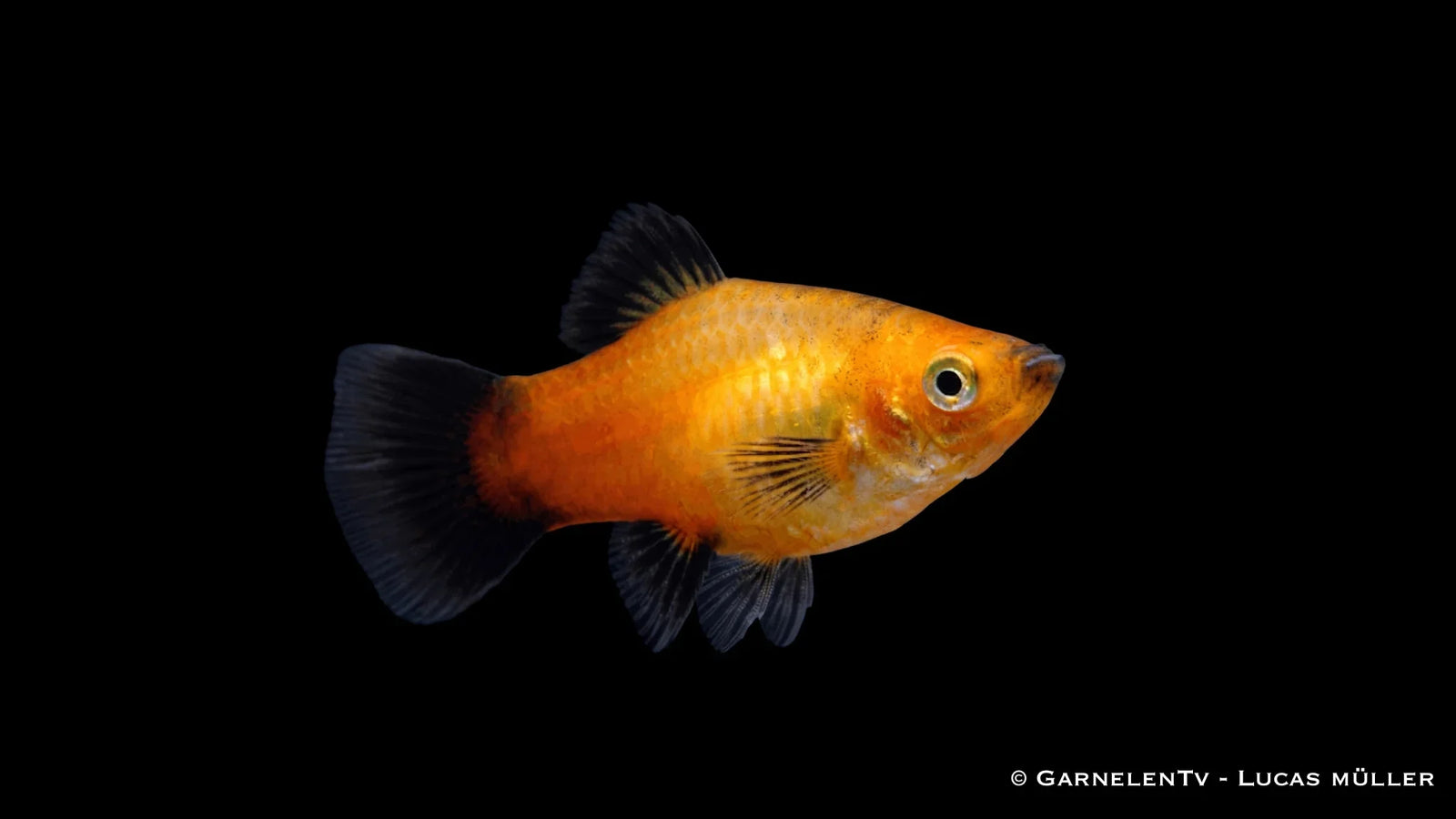 Aquarium für Fische: Größe, Technik und Besatz richtig planen
