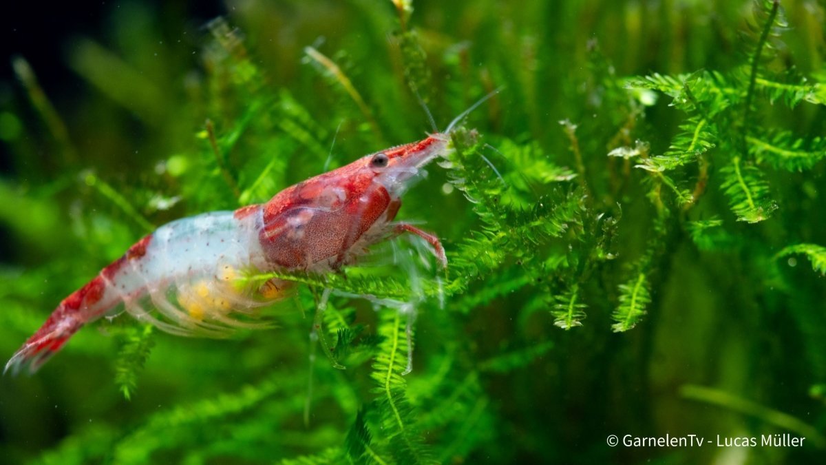 Red Rili Zwerggarnele - GarnelenTv-Shop