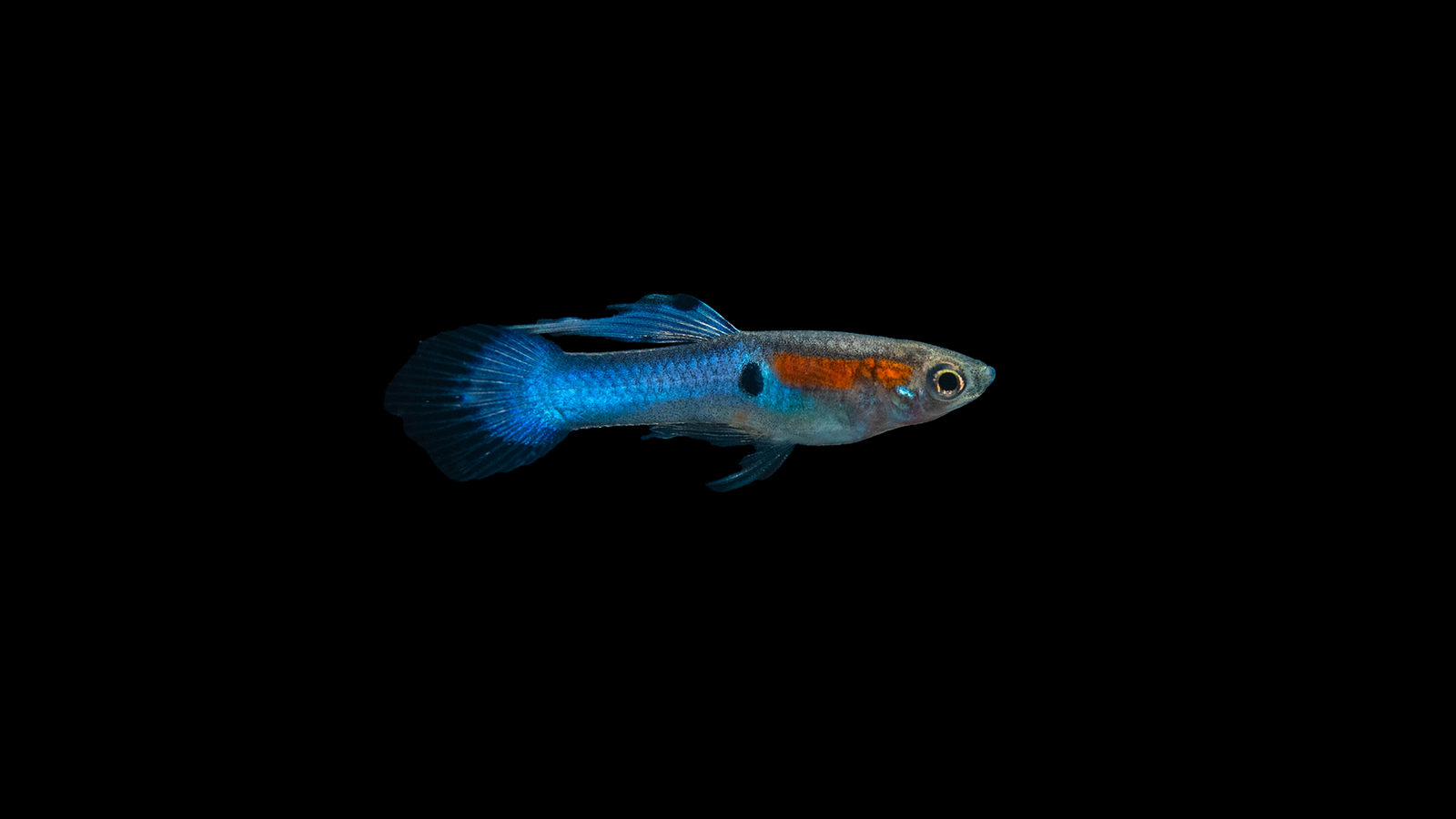 endler-guppy-blau