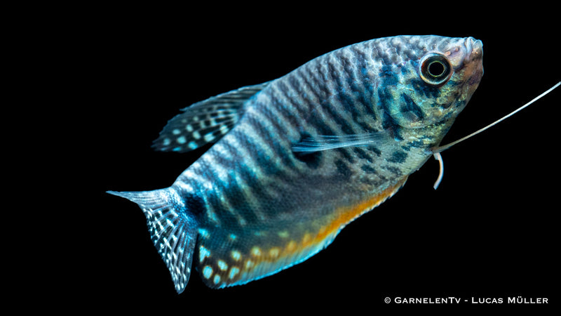 Fadenfische