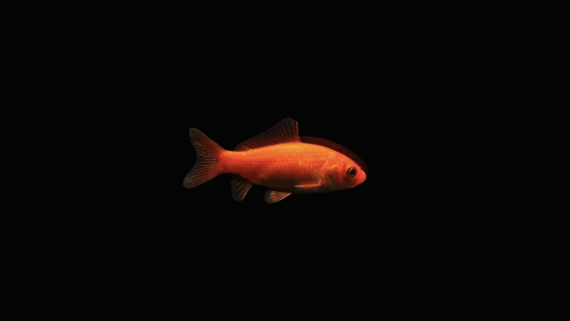 Teichfische