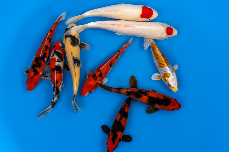 Japan Koi