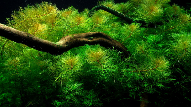 Aquascaping Übersicht