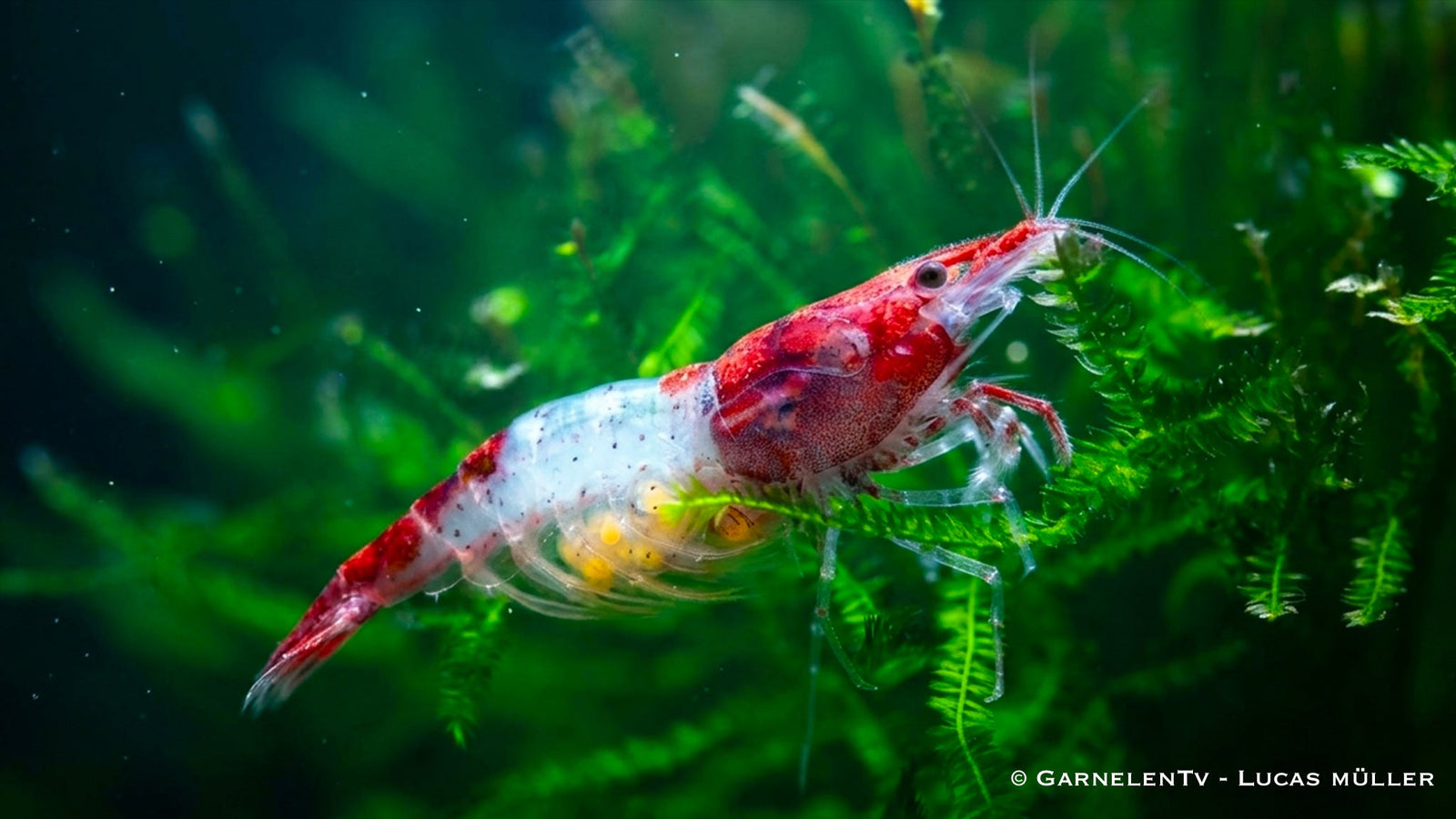 Red Rili Garnelen in der Gruppe im Aquarium, Staffelpreis ab 10 Tieren