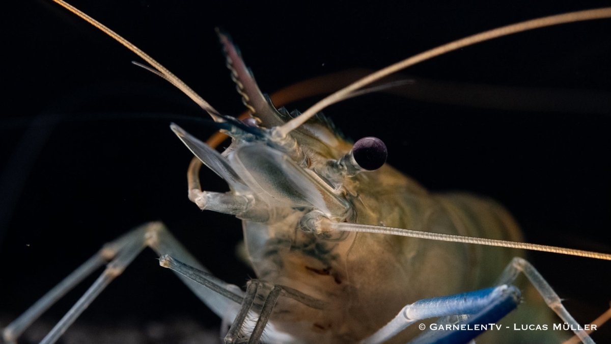 blaue-ringelhandgarnele-macrobrachium-rosenbergii