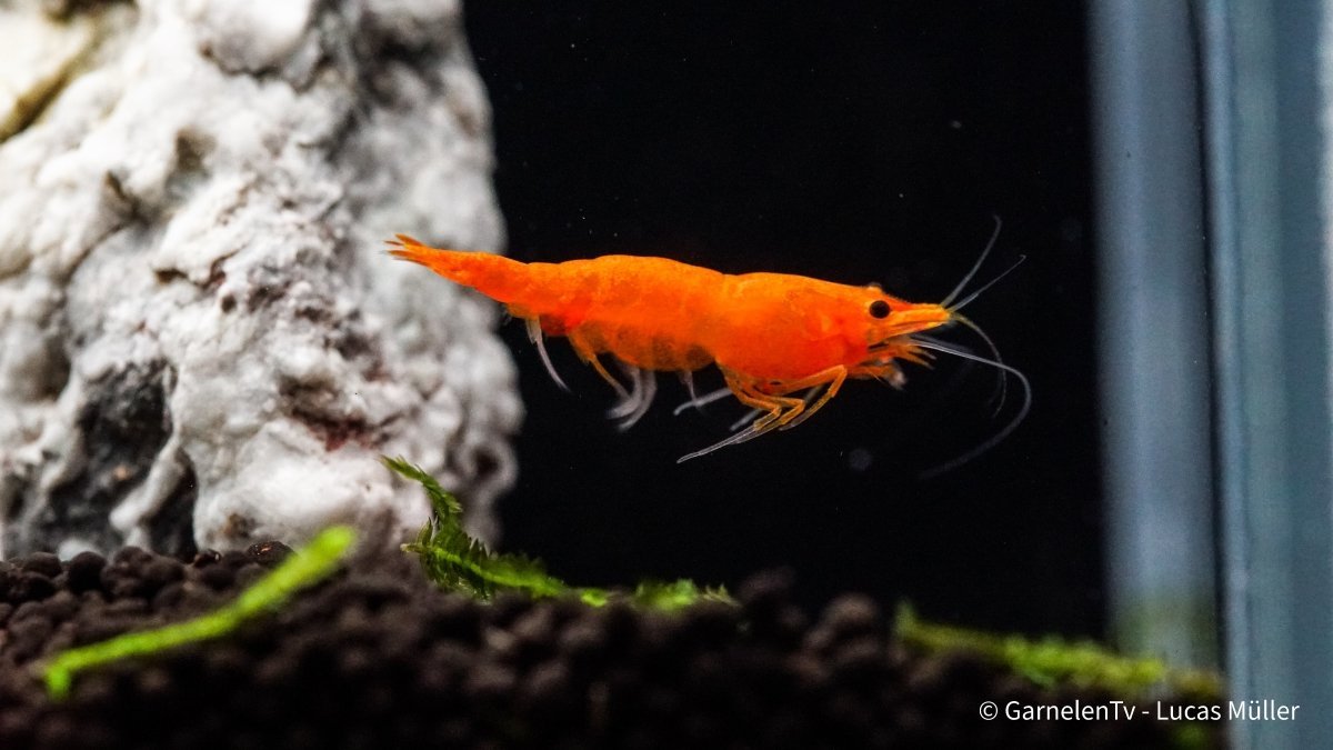 Orange-sakura-zwerggarnele-schwimmt