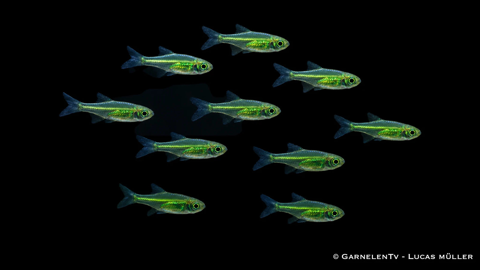 10x Smaragdbärbling - Microdevario kubotai im Aquarium