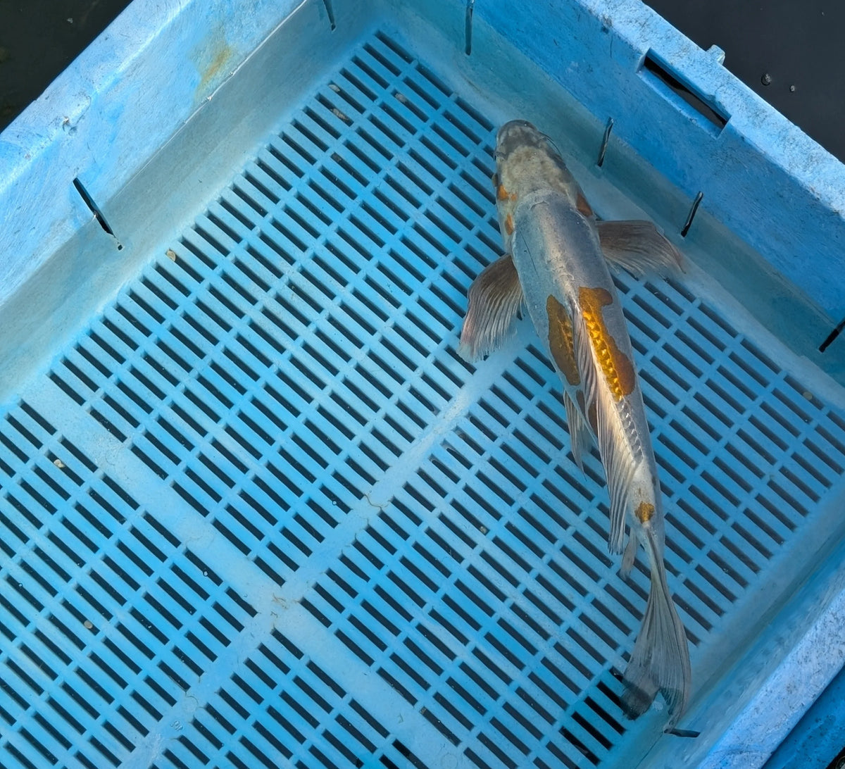 Japan Koi Yamazaki Butterfly - Cyprinus Carpio (35-40cm)