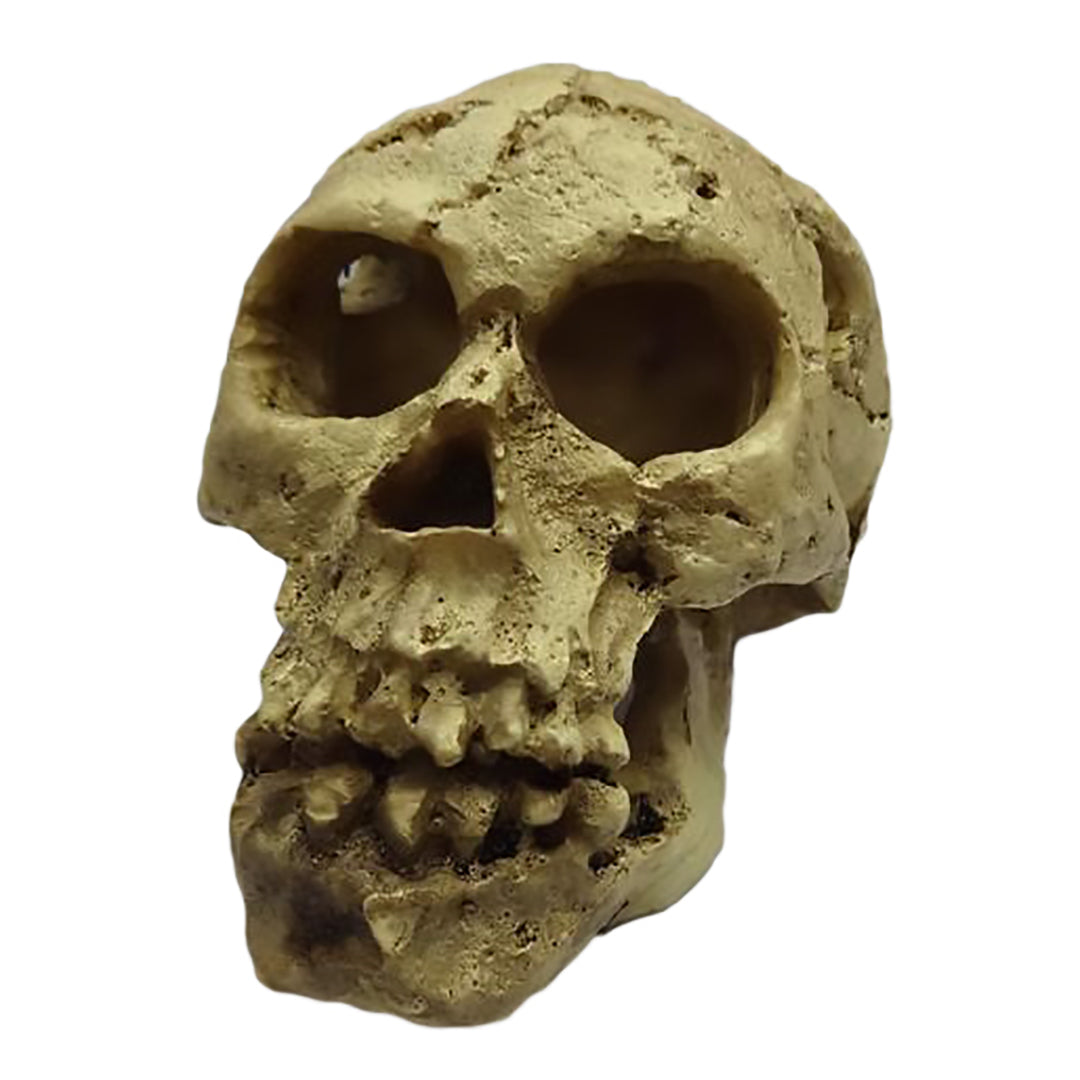 Totenkopf Dekoration für Aquarium und Terrarium – sicher & langlebig