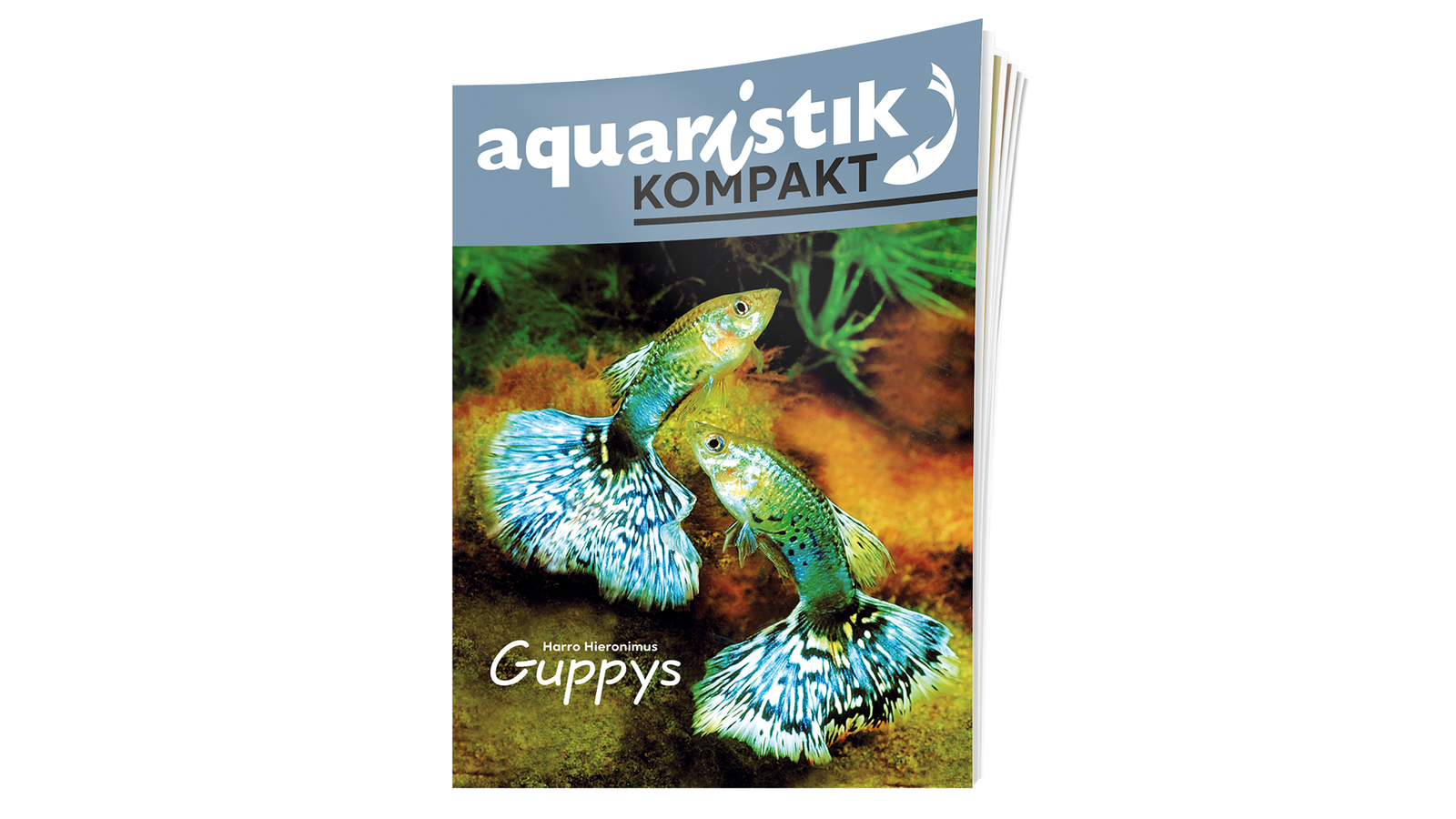 Bunte Guppys im Aquarium, Infos zur Haltung und Pflege