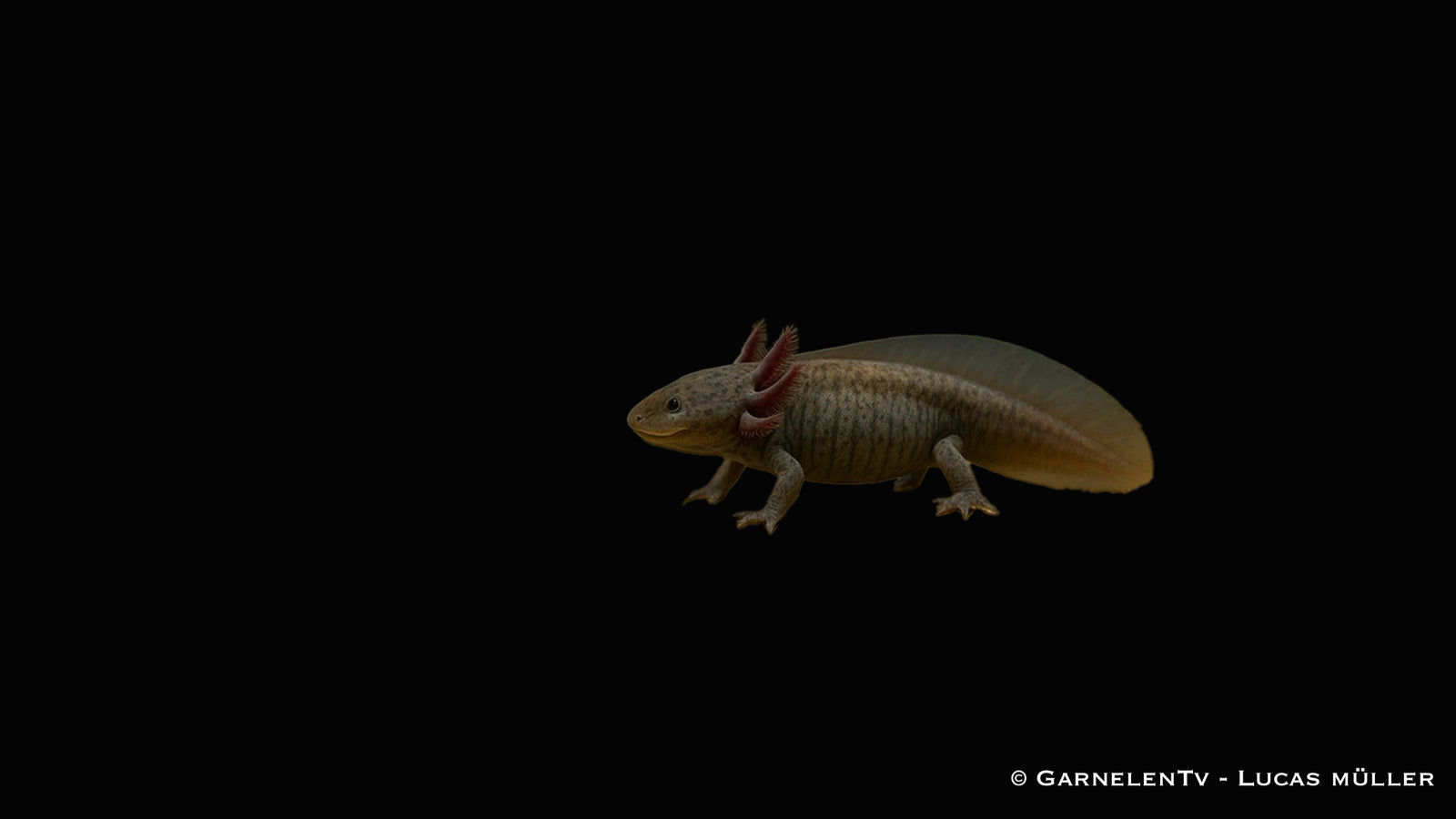 Axolotl - Ambystoma mexicanum (DNZ)