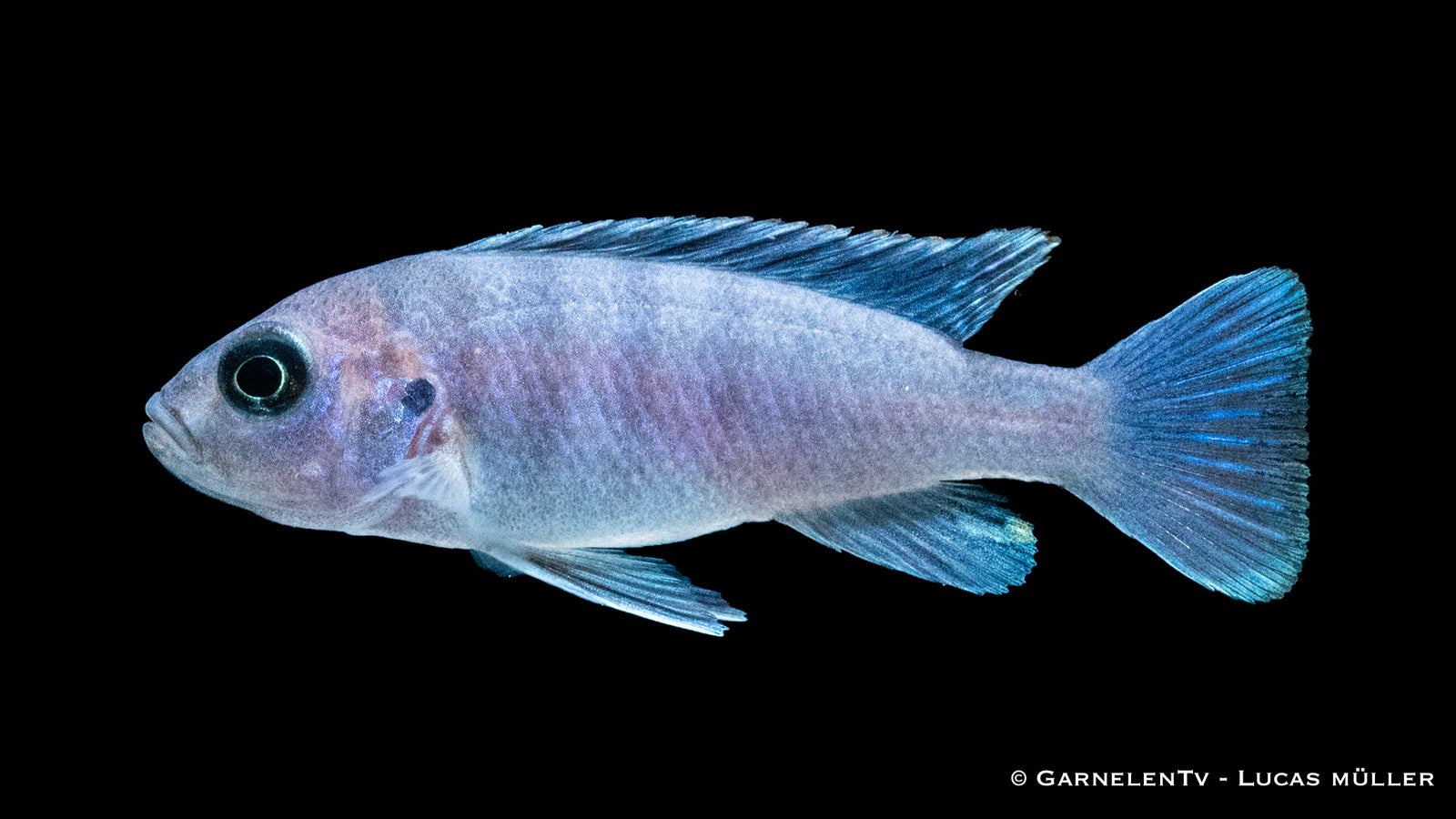 Afra Maulbrüter White Top Cynotilapia afra Galileya Reef