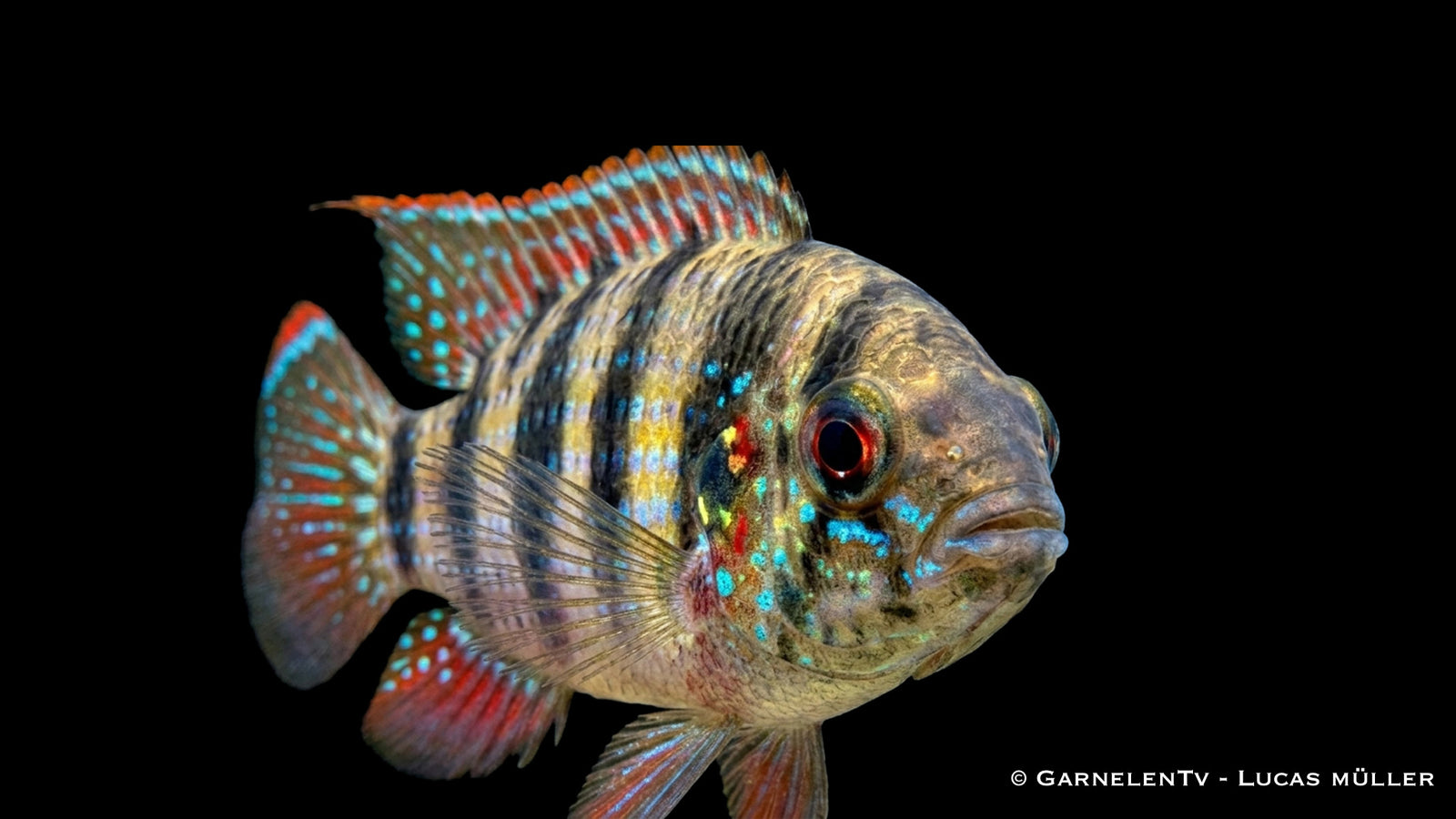 Afrikanischer Schmetterlingsbuntbarsch Anomalochromis thomasi mit feiner Zeichnung und natürlicher Färbung im Aquarium