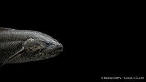 Afrikanischer Lungenfisch - Protopterus annectens nah im Aquarium