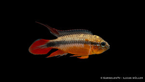 Agassiz Zwergbuntbarsch double red - Apistogramma agassizi