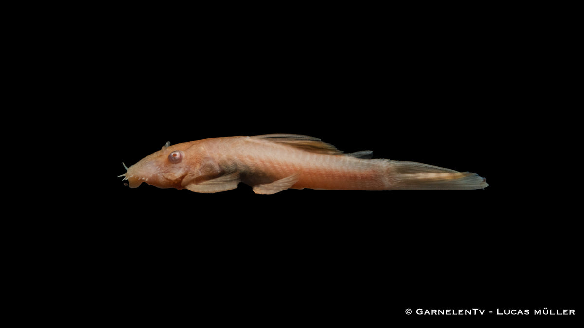 Antennenwels albino / Gold - Ancistrus sp. (DNZ)