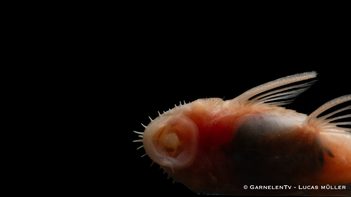 Antennenwels albino / Gold - Ancistrus sp. (DNZ)