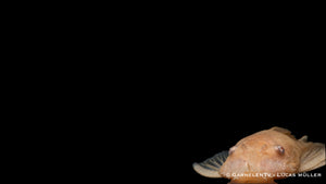 Antennenwels albino / Gold - Ancistrus sp. (DNZ)