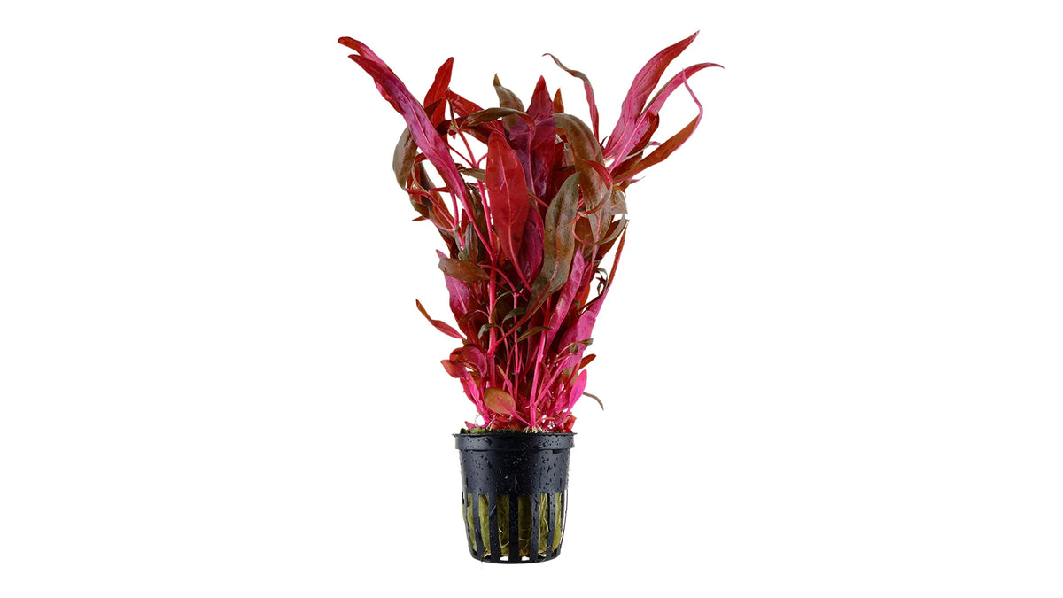 Alternanthera reineckii 'Pink' - Tropica im Topf