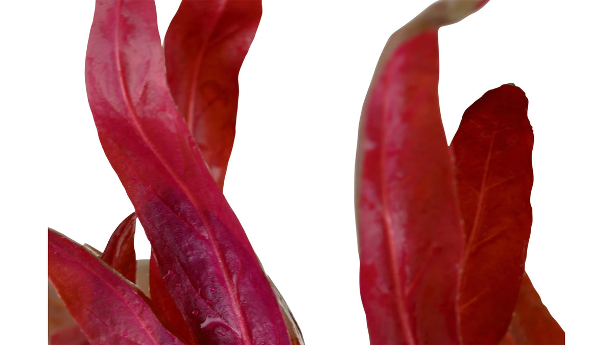 Alternanthera reineckii 'Pink' - Tropica nah