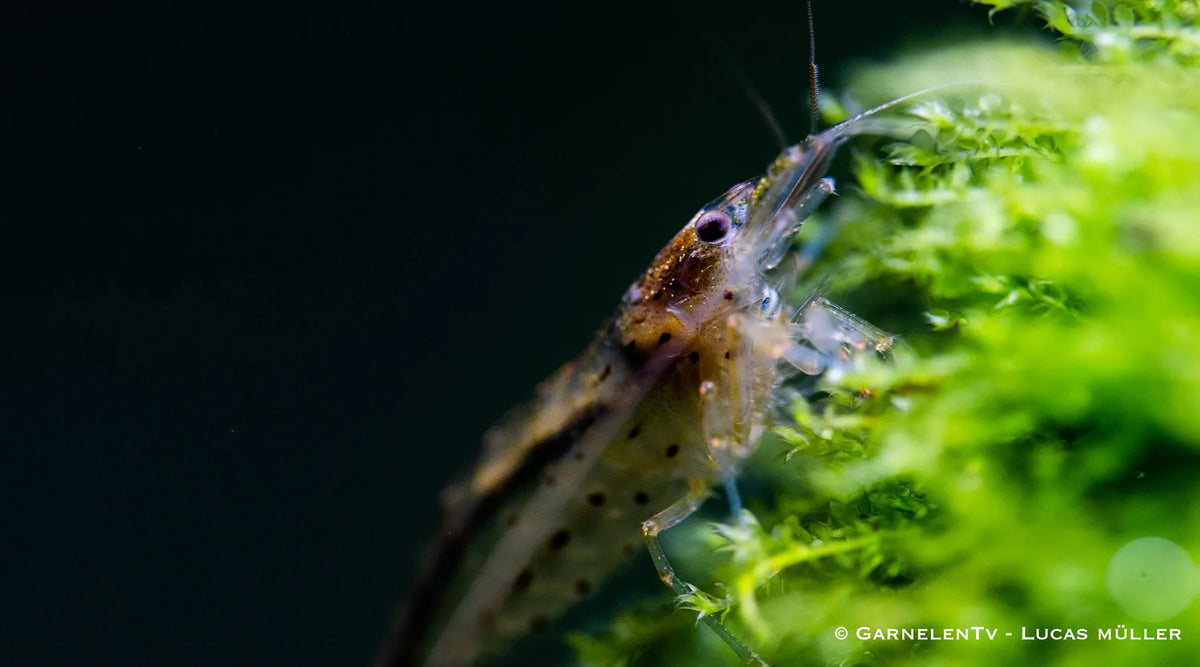20 Amanogarnelen XL – Caridina multidentata, große Algengruppe für Aquarien mit größeren Fischen